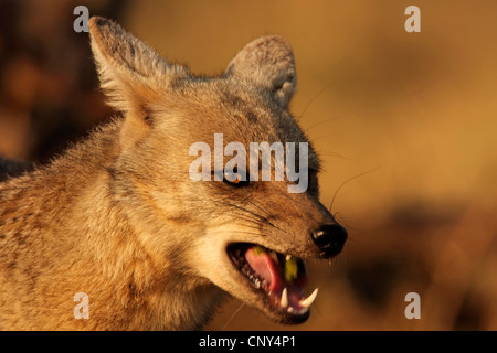 Seite-striped Jackal (Canis Adustus), seitliche Porträt mit offenem Mund, Botswana Stockfoto