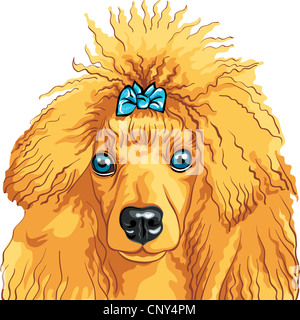 Vektor Farbskizze der rote Hund Pudel Rasse auf dem weißen Hintergrund isoliert Stockfoto