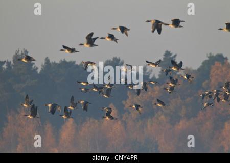 Bean Goose, Taiga Saatgans (Anser Fabalis), fliegende Herde, Deutschland, Sachsen, Oberlausitz Stockfoto