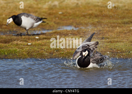 Weißwangengans (Branta Leucopsis), Baden, Deutschland, Schleswig-Holstein, Rickelsbueller Koog Stockfoto