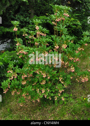 Redvein Enkianthus (Enkianthus Campanulatus), blühenden Strauch Stockfoto