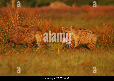 entdeckt von Hyänen (Crocuta Crocuta), zwei Tiere in der Savanne, die Fütterung von einem Kadaver, Botswana, Chobe-Nationalpark Stockfoto