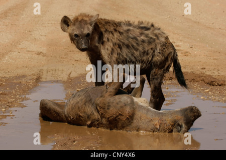 beschmutzte Hyänen (Crocuta Crocuta), Loch-paar in einem Wasser Baden in einem ariden Region, Kalahari, Kgalagadi Transfrontier Park, Northern Cape, Südafrika Stockfoto