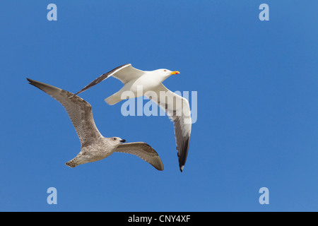 weniger schwarz-unterstützte Möve (Larus Fuscus), zwei fliegende Vögel, gefolgt von einem unreifen Erwachsenen Dänemark, Jylland Stockfoto