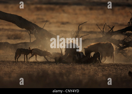 Hyänen (Crocuta Crocuta), einige Tiere füttern aus dem Kadaver ein Bovid zusammen mit Schakale in der Savanne, Botswana, Chobe-Nationalpark gesichtet Stockfoto