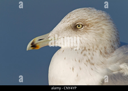 Silbermöwe (Larus Argentatus), juvenile im zweiten Winter kleiden, Porträt, Deutschland, Schleswig-Holstein Stockfoto