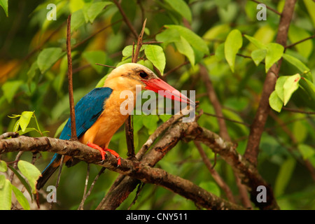 Storch-billed Eisvogel (Pelargopsis Capensis), sitzt auf einem Ast, Sabah, Malaysia, Borneo, Sungai Kinabantangan Stockfoto