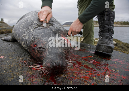 Harbor Seal, Seehunde (Phoca Vitulina), Jäger mit vor kurzem Schuss Seehunde, Norwegen, Nord-Tröndelag Stockfoto