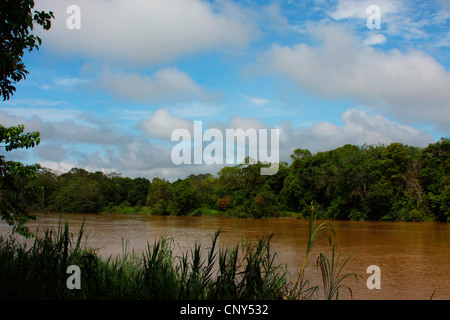 Fluss gesäumt von tropischen Regenwald, Sabah, Malaysia, Borneo, Sungai Kinabatangan Kinabatangan Stockfoto