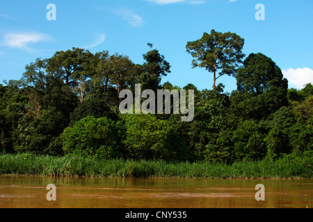 Fluss gesäumt von tropischen Regenwald, Sabah, Malaysia, Borneo, Sungai Kinabatangan Kinabatangan Stockfoto