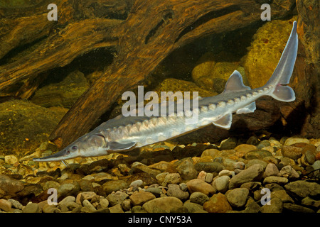 Atlantischen Stör (Acipenser Oxyrhynchus), Schwimmen Stockfoto