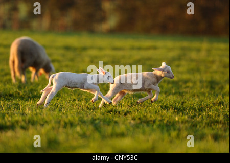 Hausschaf (Ovis Ammon F. Aries), zwei Lämmer quer über eine Wiese, Deutschland Stockfoto