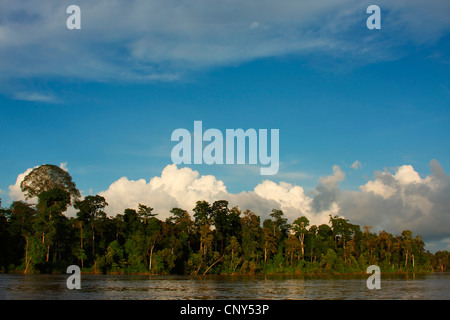 Fluss gesäumt von tropischen Regenwald, Sabah, Malaysia, Borneo, Sungai Kinabatangan Kinabatangan Stockfoto