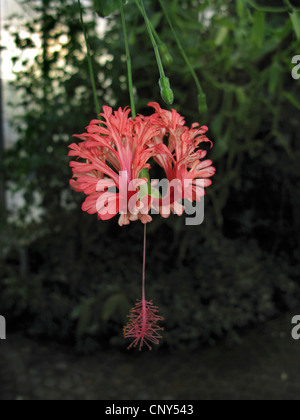 Japanische Laterne, japanische Hibiskus, Fransen Rosemallow, Coral Hibiscus (Hibiscus Schizopetalus), Blume Stockfoto