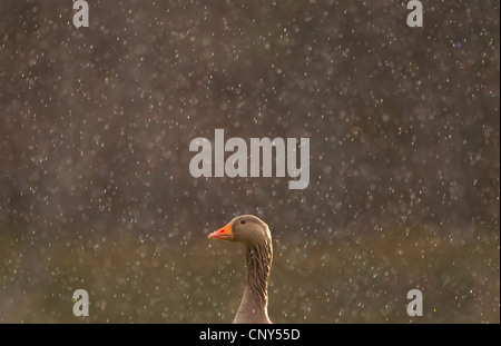 Graugans (Anser Anser), im strömenden Regen, Großbritannien, Schottland, Cairngorm National Park Stockfoto