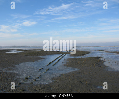 frostigen Nordsee Coas in Niedersaechsisches Wattenmeer Nationalpark, Bensersiel, Ostfriesland, Niedersachsen, Deutschland Stockfoto