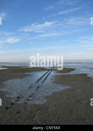 frostigen Nordsee Coas in Niedersaechsisches Wattenmeer Nationalpark, Bensersiel, Ostfriesland, Niedersachsen, Deutschland Stockfoto