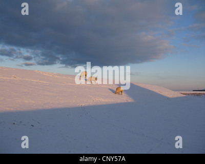 Hausschaf (Ovis Ammon F. Aries), Schafe grasen auf einer verschneiten Düne, Deutschland, Niedersachsen, Ostfriesland Stockfoto