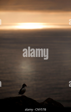 Papageitaucher, gemeinsame Papageientaucher (Fratercula Arctica), sitzt auf einem Felsen am Meer in der Abenddämmerung, Großbritannien, Schottland, Shetland-Inseln, Hermaness National Nature Reserve Stockfoto