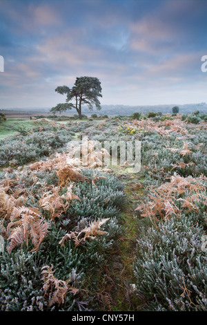 Raureif überzogen, Heidekraut, Bracken und Kiefer im New Forest National Park in Hampshire, England. Dezember 2006 Stockfoto