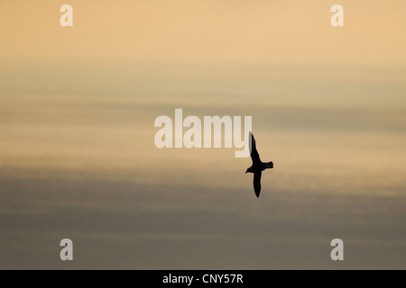 nördlichen Fulmar (Fulmarus Cyclopoida), gegen Abend Himmel, Großbritannien, Schottland, Shetland-Inseln Stockfoto