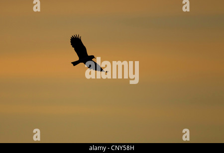 nördlichen Kiebitz (Vanellus Vanellus), im Flug gegen Sonnenuntergang, Großbritannien, Schottland, Shetland-Inseln Stockfoto