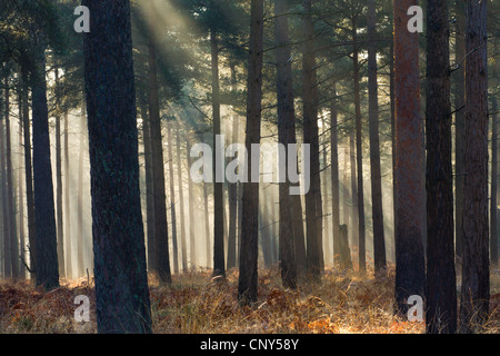 Nebel in einem Pinienwald, New Forest National Park, Hampshire, England. Winter (Dezember) 2006 Stockfoto