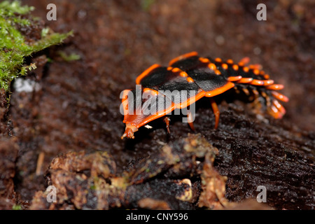 Trilobiten Käfer (Dulticola spec.), Larve auf einem nassen Ast, Sabah, Malaysia, Borneo, Kinabalu Nationalpark Stockfoto