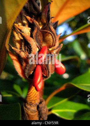 Immergrüne Magnolie, Ray Bull, Immergrüne Magnolie (Magnolia Grandiflora), Samen Stockfoto