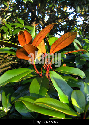 Immergrüne Magnolie, Ray Bull, Immergrüne Magnolie (Magnolia Grandiflora), Zweig mit reifen Früchten Stockfoto