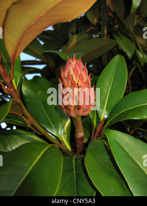 Immergrüne Magnolie, Ray Bull, Immergrüne Magnolie (Magnolia Grandiflora), Zweig mit reifen Früchten Stockfoto