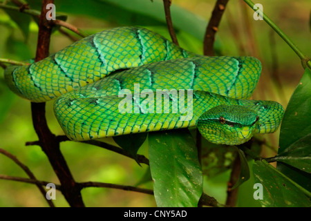 Waglers pit Viper (Tropidolaemus Wagleri), in einem Baum in den tropischen Regenwald, Sarawak, Malaysia, Borneo, Bako Nationalpark Stockfoto