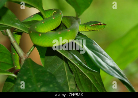 Waglers pit Viper (Tropidolaemus Wagleri), in einem Baum in den tropischen Regenwald, Sarawak, Malaysia, Borneo, Bako Nationalpark Stockfoto