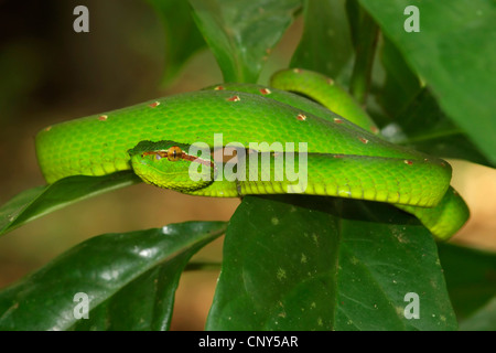 Waglers pit Viper (Tropidolaemus Wagleri), in einem Baum in den tropischen Regenwald, Sarawak, Malaysia, Borneo, Bako Nationalpark Stockfoto