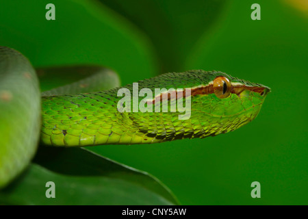 Waglers Grubenotter (Tropidolaemus Wagleri), Seite Portrait in einem Baum in den tropischen Regenwald, Sarawak, Malaysia, Borneo, Bako Nationalpark Stockfoto