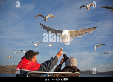 Silbermöwe (Larus Argentatus), die Brot aus der Hand des Mannes während Wildtiersafaris, Norwegen, Flatanger Stockfoto