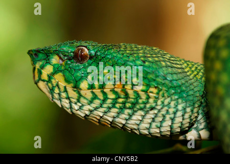 Waglers Grubenotter (Tropidolaemus Wagleri), Seite Portrait in einem Baum in den tropischen Regenwald, Sarawak, Malaysia, Borneo, Bako Nationalpark Stockfoto