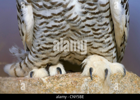 Schnee-Eule (Strix Scandiaca, Nyctea Scandiaca, Bubo Scandiacus), Großaufnahme der Füße und Krallen, Großbritannien, Schottland, Cairngorm National Park Stockfoto