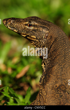 gemeinsamen asiatischen Monitor, Wasser-Monitor, gemeinsame Wasser-Monitor, malaiische Monitor (Varanus Salvator), seitliche Porträt, Sabah, Malaysia, Borneo, Sungai Kinabantangan Stockfoto