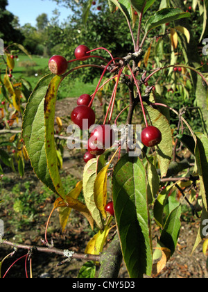 Toringo Holzapfel, Toringo Holzapfel (Malus Sieboldii, Malus X zumi, Malus Zumi), Zweig mit Früchten Stockfoto