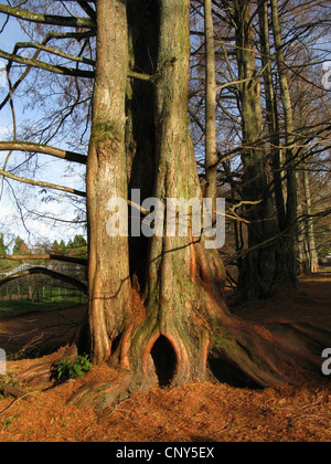 Dämmerung-Rotholz (Metasequoia Glyptostroboides), Baumstamm im winter Stockfoto