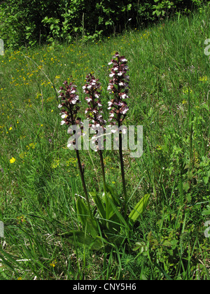 Lady Orchidee (Orchis Purpurea), drei blühenden Personen, Deutschland, Thüringen, Kyffhaeuser Stockfoto