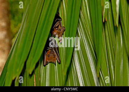 Gemeinsamen kurznasige Flughund (Cynopterus Brachyotis), hängen unter einem Palmwedel, Thailand, Phuket Stockfoto