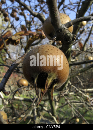 Mispel (canescens Germanica), Obst auf einem Ast im Winter, Deutschland Stockfoto