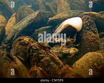 Süßwasser Perle Muschel (schottische Flussperlmuschel), östliche Pearlshell (Margaritifera Margaritifera), kriecht über Muschel Bett, Oberfranken, Oberfranken, Bayern, Deutschland Stockfoto