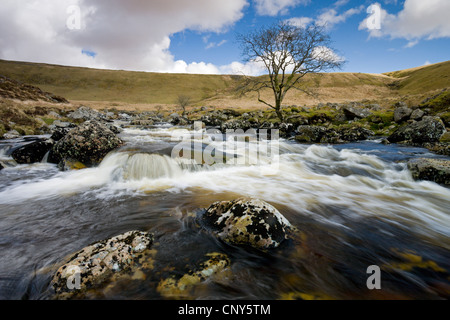 Fluß Tavy durchströmenden Tavy Cleave, Dartmoor National Park, Devon, England Stockfoto