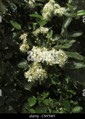 gemeinsamen Mehlbeere (Sorbus Aria), blühenden Zweig, Deutschland Stockfoto