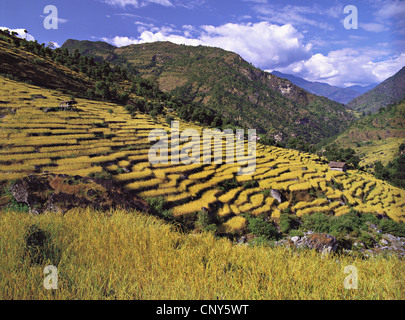 Terrassenfelder Schritt auf einem Hang, Nepal, Kangchendzönga, Sinam Stockfoto