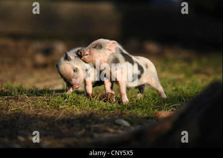 Vietnamesische Hängebauchschwein (Sus Scrofa F. Domestica), zwei Zwerge stehen in einer Wiese reiben gegeneinander Stockfoto