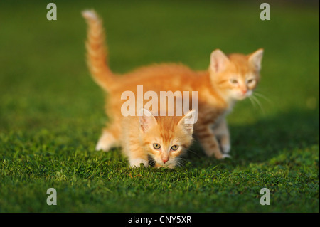 Hauskatze, Hauskatze (Felis Silvestris F. Catus), zwei Kätzchen auf der Wiese Stockfoto